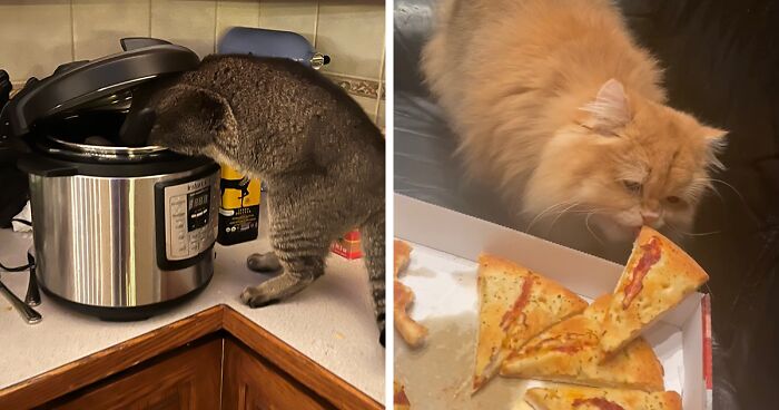 38 Of The Best Photos Of Pets Trying To Steal Food Or Beverages Submitted By The Panda Community