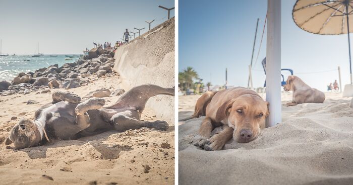 I Am A Portrait And Travel Photographer And I Took Pictures Of Adorable Stray Dogs On The Streets Of Cape Verde (28 Pics)