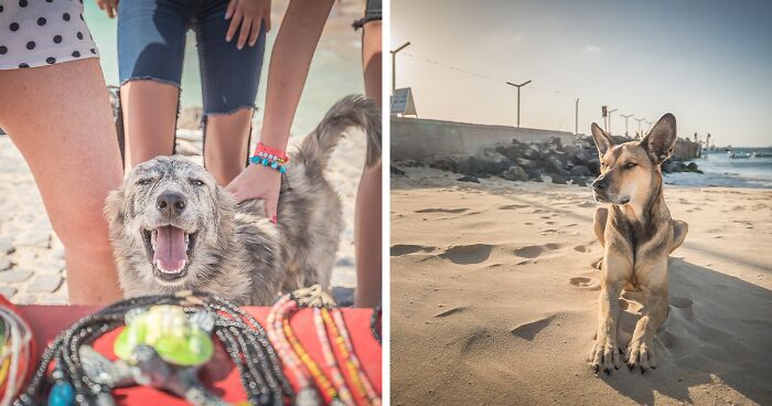 I Love Photographing Dogs, Here Are 28 Of My Pictures I Took Of Stray Dogs I Encountered In Cape Verde