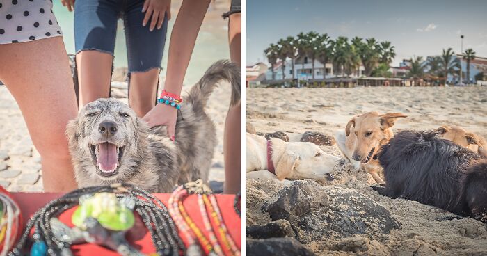 I Photographed Adorable Stray Dogs On The Streets Of Cape Verde (28 Pics)