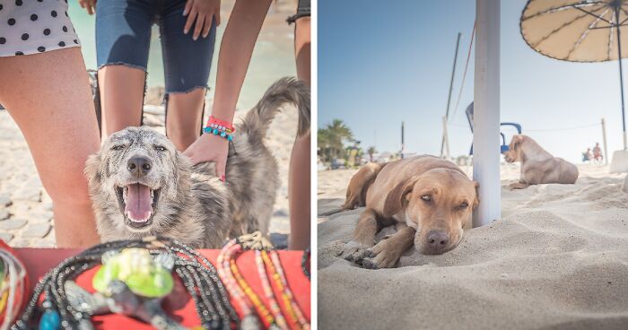 28 Pictures Of Stray Dogs That I Took While Traveling In Cape Verde