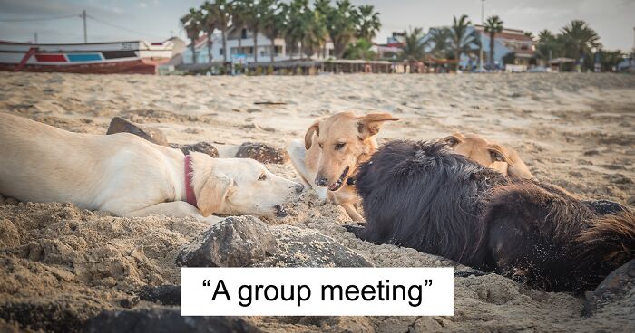 I Traveled To Cape Verde And Captured The Everyday Life Of Stray Dogs There (28 Pics)