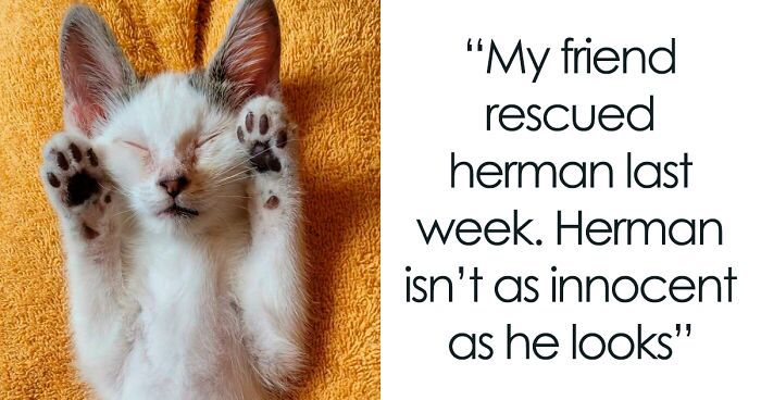 97 Of The Most Wholesome Rescue Pet Photos This June