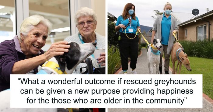 New Pilot Project Will See Rescued Greyhounds Visiting The Elderly In Aged Care Homes In Australia