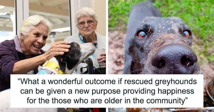 “A New Purpose Providing Happiness”: Rescued Greyhounds To Start Visiting The Elderly In Aged Care Homes