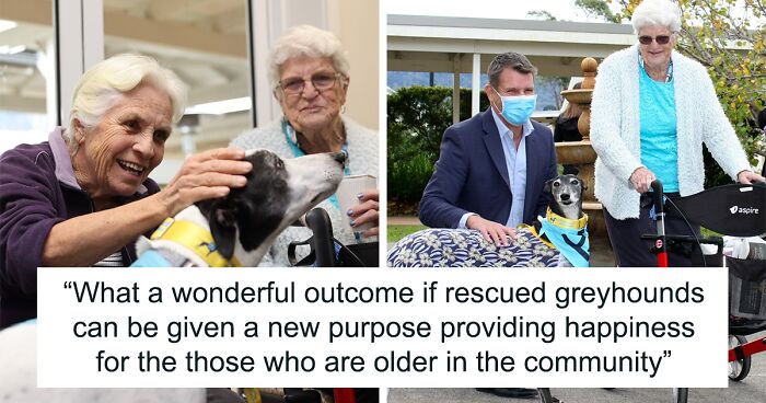 Rescued Greyhounds Visit Aged Care Homes To Brighten The Lives Of The Elderly In Australia-First Program