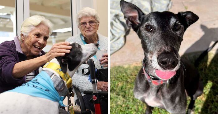 Rescued Greyhounds To Enhance Quality Of Life in HammondCare Aged Care Homes