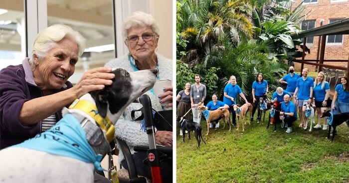 New Pilot Project Will See Rescued Greyhounds Visiting The Elderly In Aged Care Homes In Australia