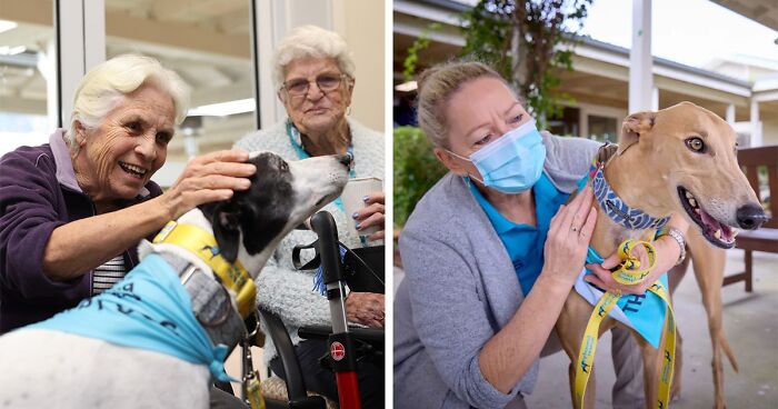 New Pilot Project Will See Rescued Greyhounds Visiting The Elderly In Aged Care Homes In Australia