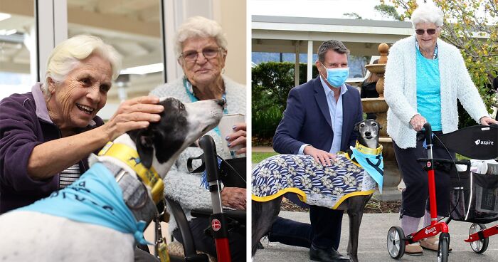 New Pilot Project Will See Rescued Greyhounds Visiting The Elderly In Aged Care Homes In Australia