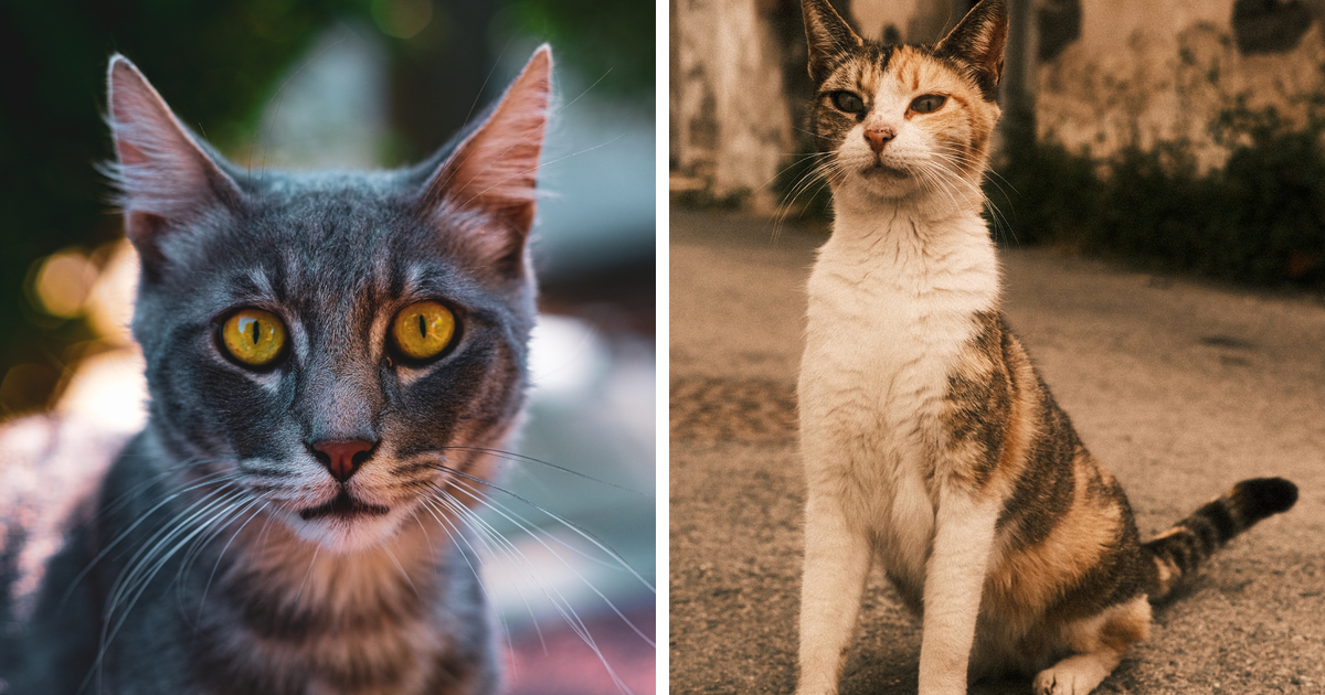 I Took Photos Of Stray Cats In Limassol, Cyprus (17 Pics) | Bored Panda