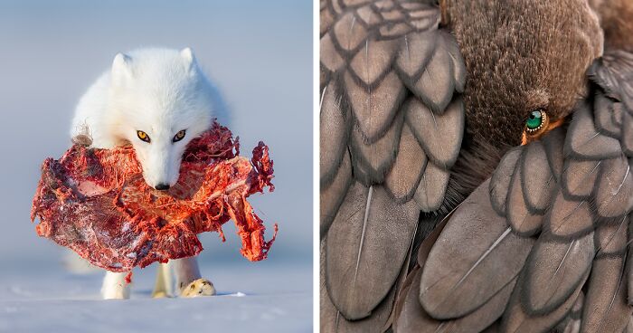 69 Captivating Photographs From This Year's WildArt Photographer Of The Year Contest