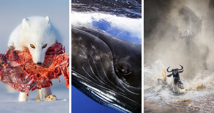 The 2022 WildArt POTY Contest Winners Selected 69 Beautiful Wildlife Shots