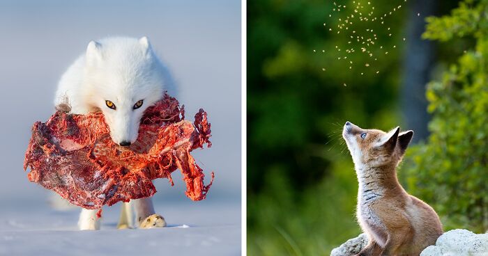 The 2022 WildArt Photographer Of The Year Contest Reveals The Best Wildlife Shots (69 Pics)