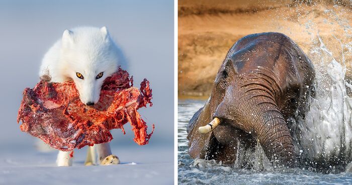 Stunning Wildlife: 69 Best Photographs Selected By The 2022 WildArt Photographer Of The Year Contest