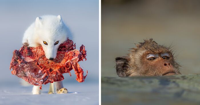 30 Captivating Photographs From This Year's WildArt Photographer Of The Year Contest