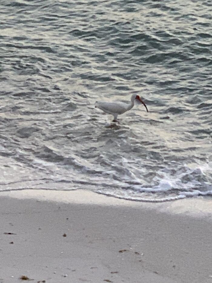 An Ibis Playing In The Waves, North Captiva, Florida