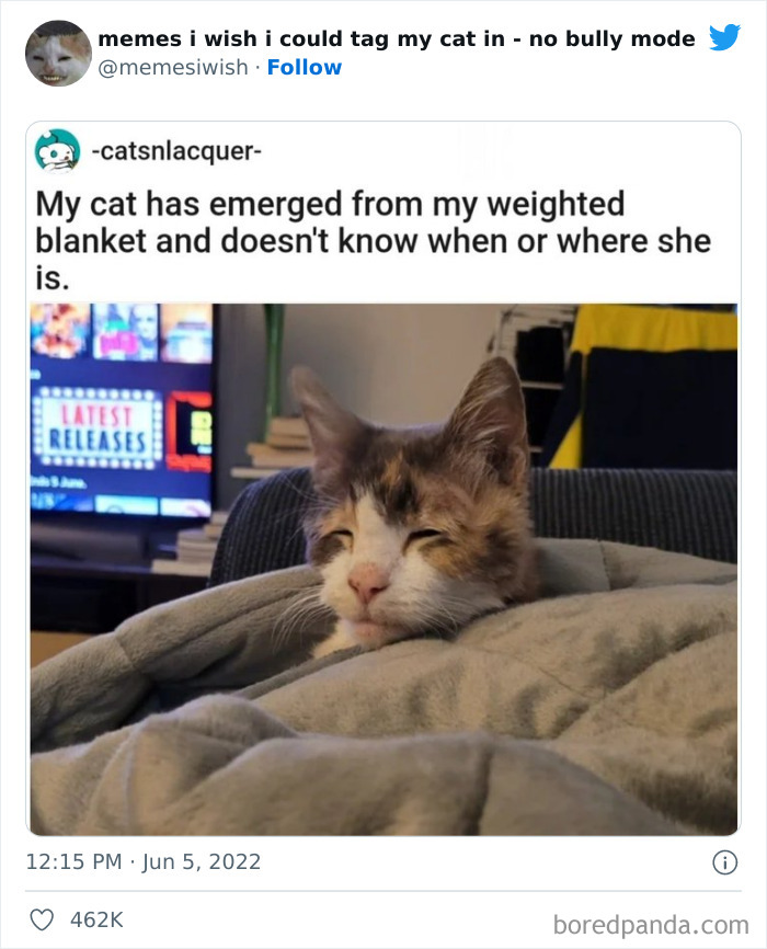 Longcat, one of the original meme cats, has died. She was 18 years old. :  r/memes