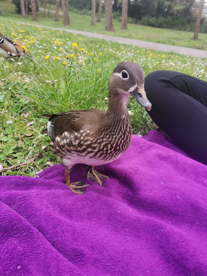 Yesterday In The Park We Had Visitors , Or Were We Visiting Them?