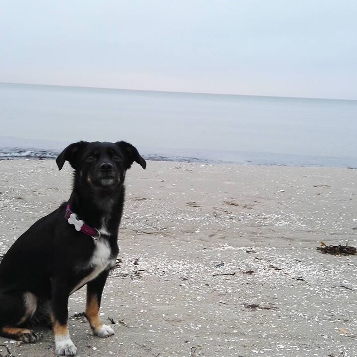 My Beautiful Rescue Dog Milka @ baltic Sea, Rügen - Germany