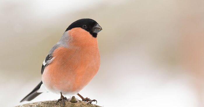 Here Are 32 Pictures I Took Of Exotic Birds In The Arctic