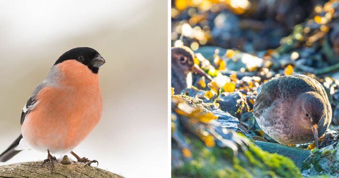 Birds Of The Arctic: Exotic Birds And Seabirds I Captured On My Trip To The Arctic Ocean (30 Pics)