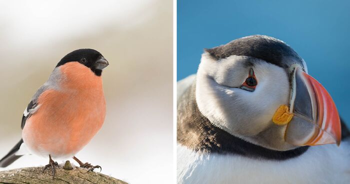 I Travelled To The Arctic Ocean To Photograph Birdlife, And Here Are The Results (32 Pics)