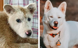 40 Fotos de perros antes y después de ser adoptados que te derretirán el corazón (nuevas fotos)