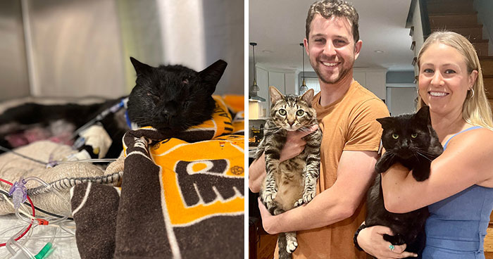 Cat Gets Attacked By Two Dogs, Survives, And Finds His Forever Home With The Veterinarian Who Saved Him