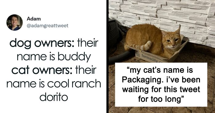 40 Insanely Creative Cat Names, As Shared By Their Owners In This Now-Viral Twitter Thread