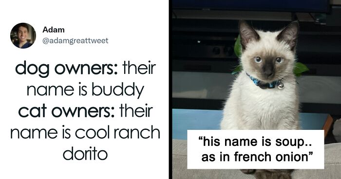 Twitter Users Are Sharing The Most Creative But Bizarre Names They Gave Their Cats, And Here Are 40 Of The Best Ones