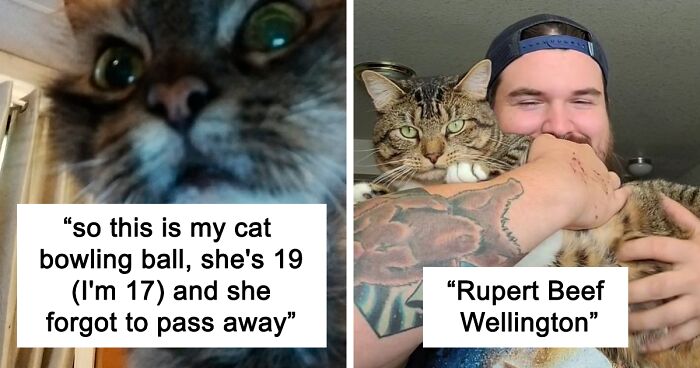 Netizens Are Sharing Bizarre Yet Creative Cat Names, Here Are 40 Of The Best Ones