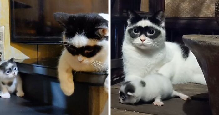 Indonesian Cat Becomes Popular For Looking Like Zorro, Gets A Kitten That Looks Like Him