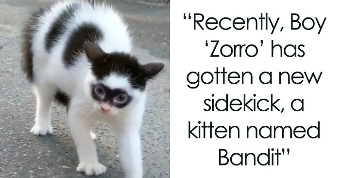 This Indonesian Cat That Became Popular For Looking Like Zorro Gets A Masked Kitten Sidekick