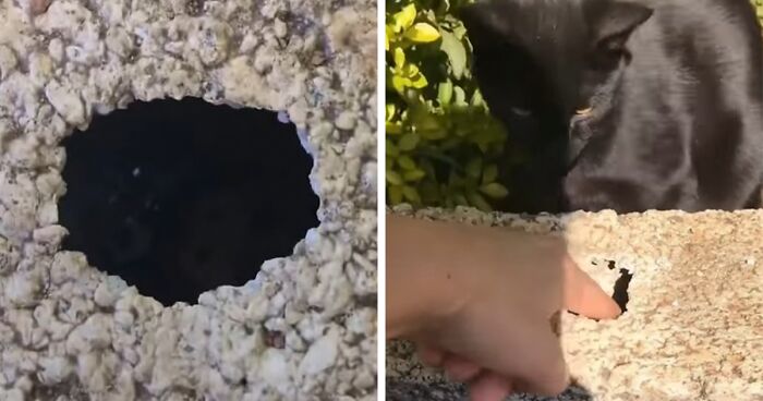 Child Locks Family Out After Dropping House Keys Into Hole, But Friendly Cat Comes To The Rescue