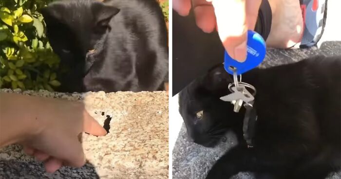 Millions Of People Rejoice At Hilarious Video Of Cat Rescuing House Keys From Hole