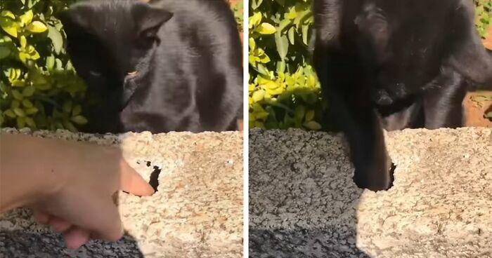 “Catch It Kitten, Catch It!”: Cat Comes To Family’s Rescue After They Lose House Keys In Narrow Hole