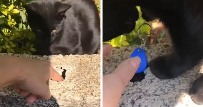 Friendly Neighborhood Cat Becomes A Hero After Retrieving Family’s House Keys From Hole