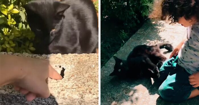 Millions Of People Rejoice At Hilarious Video Of Cat Rescuing House Keys From Hole