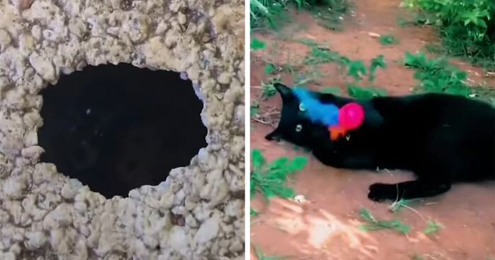 Millions Of People Rejoice At Hilarious Video Of Cat Rescuing House Keys From Hole