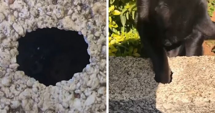 Child Drops House Keys Into Hole, Neighbor’s Cat Saves The Day By Retrieving Them