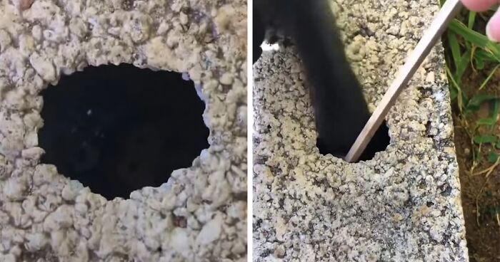 Cat Comes To The Rescue After Child Drops House Keys Into Hole