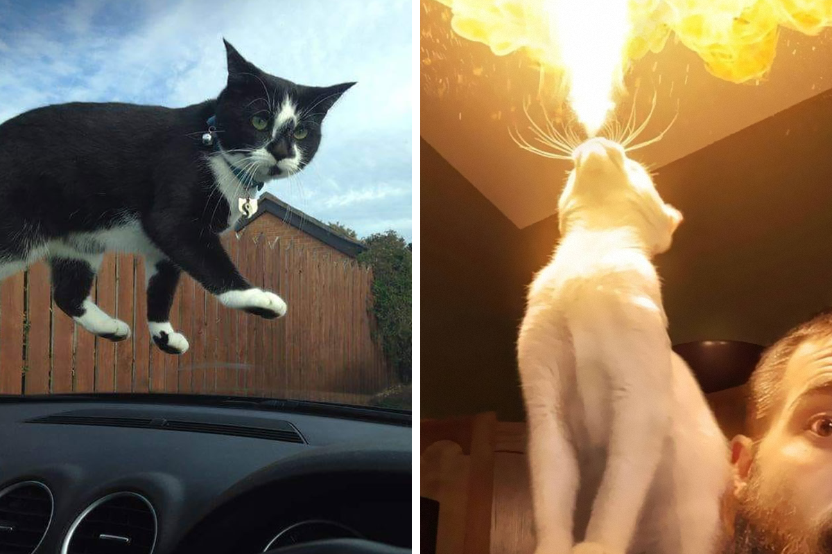 Here 12 hilariously scary photos of cats who are extremely angry