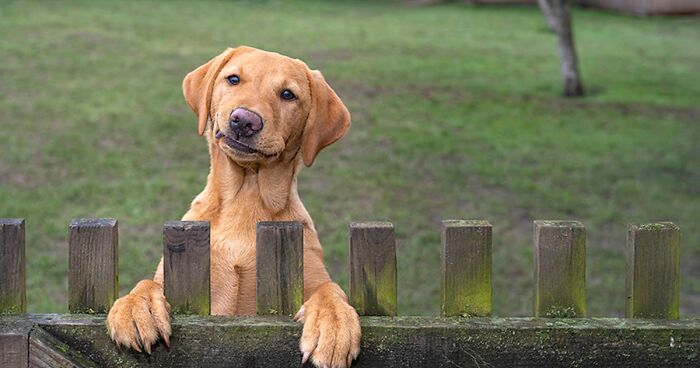 26 Funny Animal Pics That Made It To The Finals Of The Comedy Pet Photography Awards 2022