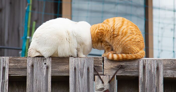 26 Hilarious Photos Taken By The Finalists Of The Comedy Pet Photography Awards 2022