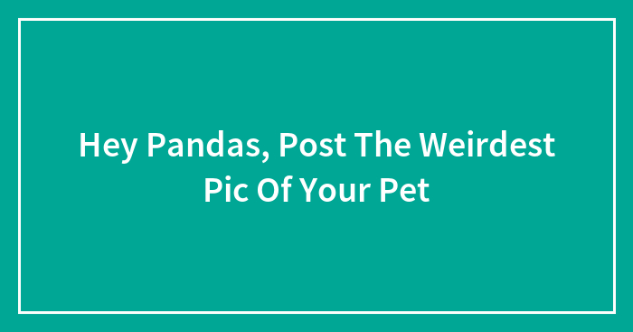 Hey Pandas, Post The Weirdest Pic Of Your Pet (Closed)