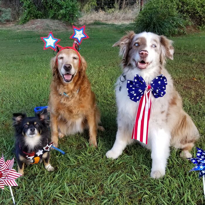 Hey Pandas, Post Your Best Kid Or Pet Independence Day Photos! (Closed)