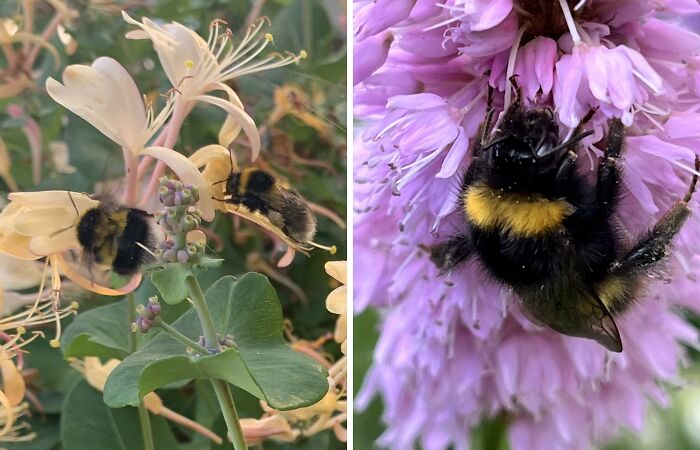 I Spent An Afternoon Photographing Bees In My Garden (7 Pics)