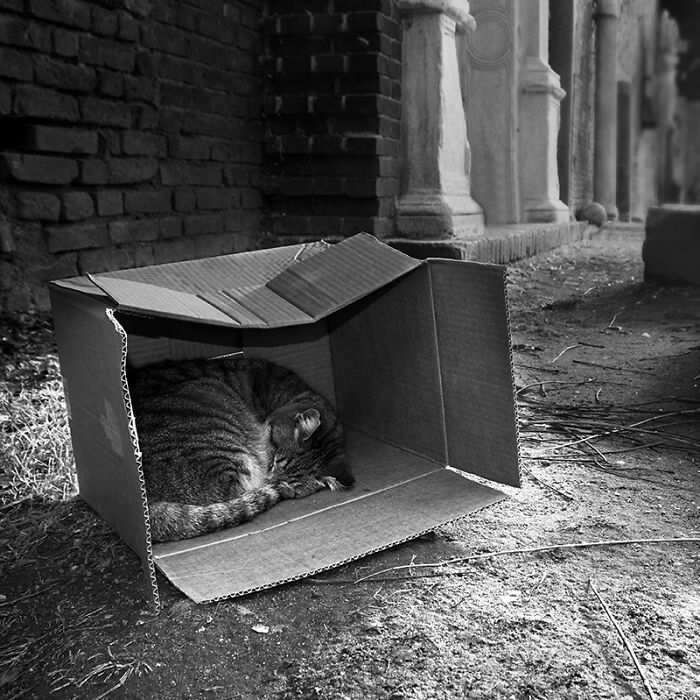 Samples From My Portfolio About Feral Cats Living In The Renaissance Age Sforzesco Castle In The Center Of Milan (8 Pics)