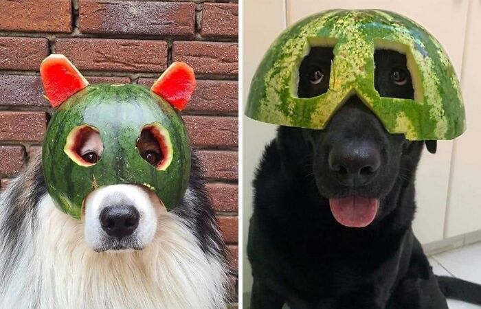 Cute And Adorable Dogs With Watermelon Hats To Brighten Your Day (22 New Pics)